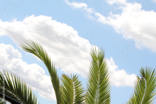 Green leaf of palm