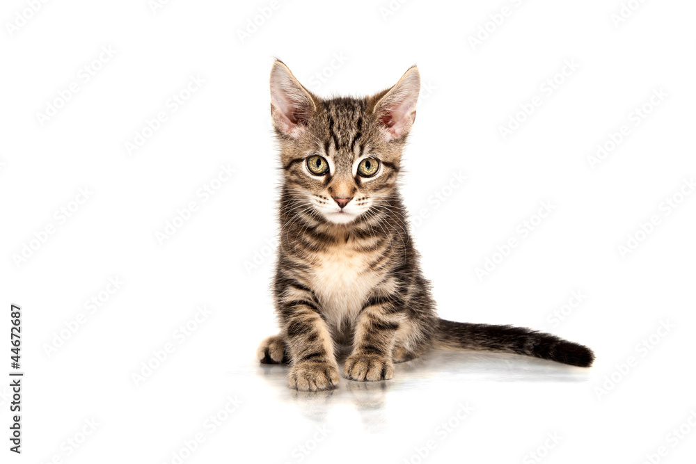 Obraz premium Junge Maine Coon