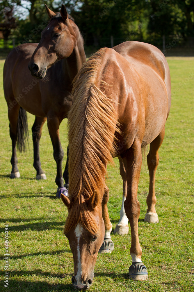 Fototapeta premium Young Thoroughbred Horse Grazing