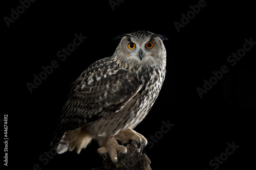 Eurasian Eagle Owl (Bubo bubo) - stock photo