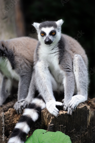 Young ring-tailed lemur