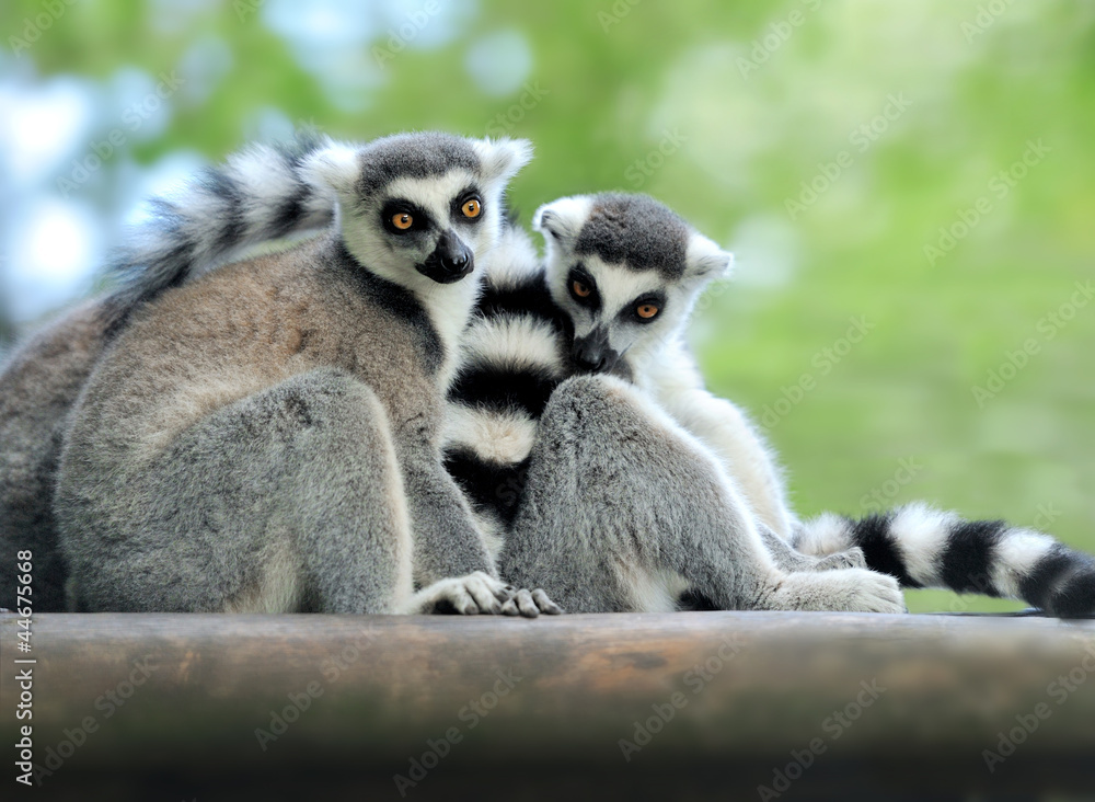 Fototapeta premium Young ring-tailed lemur