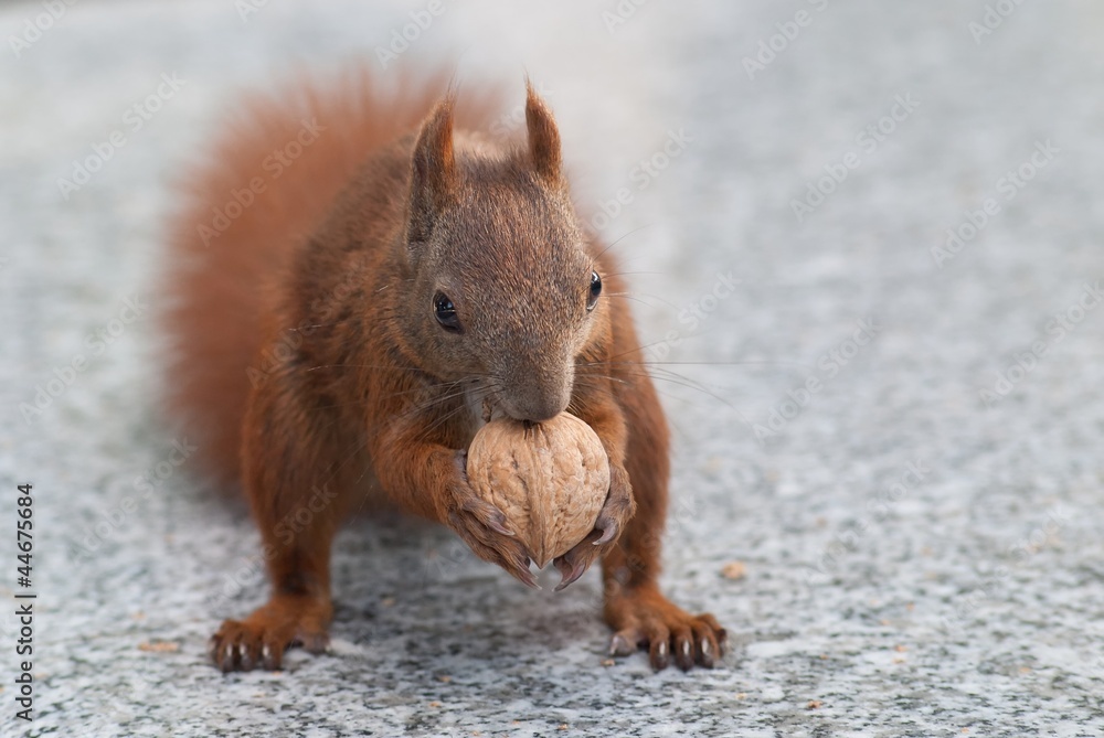 Fototapeta premium Eurasian red squirrel (Sciurus vulgaris)