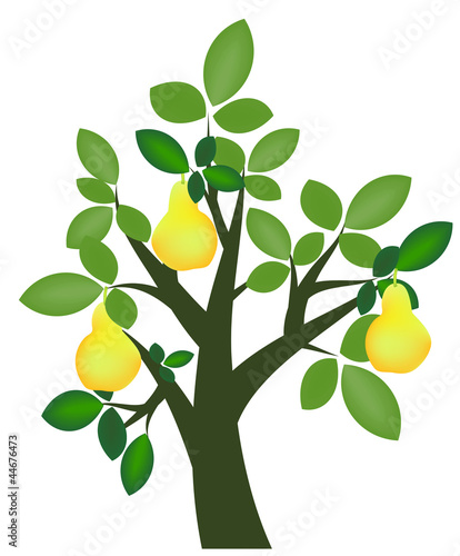 Pear tree