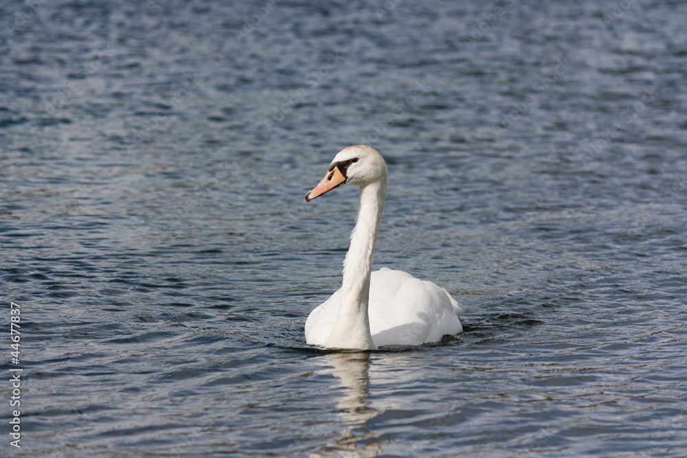Swan Swan