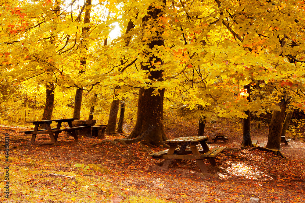 Autumn landscape with beautiful colored trees and benches Autumn landscape with beautiful colored trees and benches