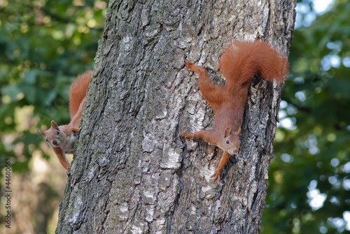 Eurasian red squirrel (Sciurus vulgaris)