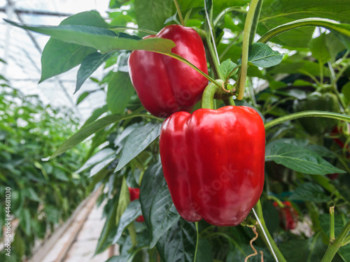 Fotografia Red bell peppers in a greenhouse