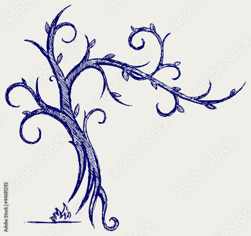 Trees silhouettes