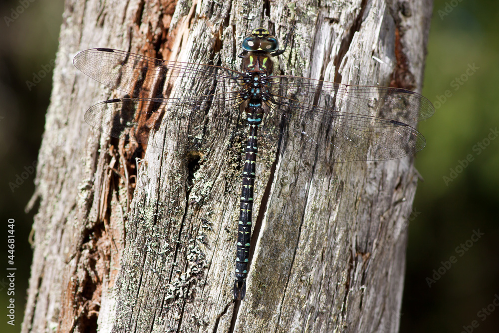 Hochmoor-Mosaikjungfer (Aeshna subarctica) Hochmoor-Mosaikjungfer (Aeshna subarctica)