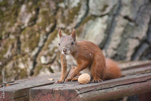 Eurasian red squirrel (Sciurus vulgaris)