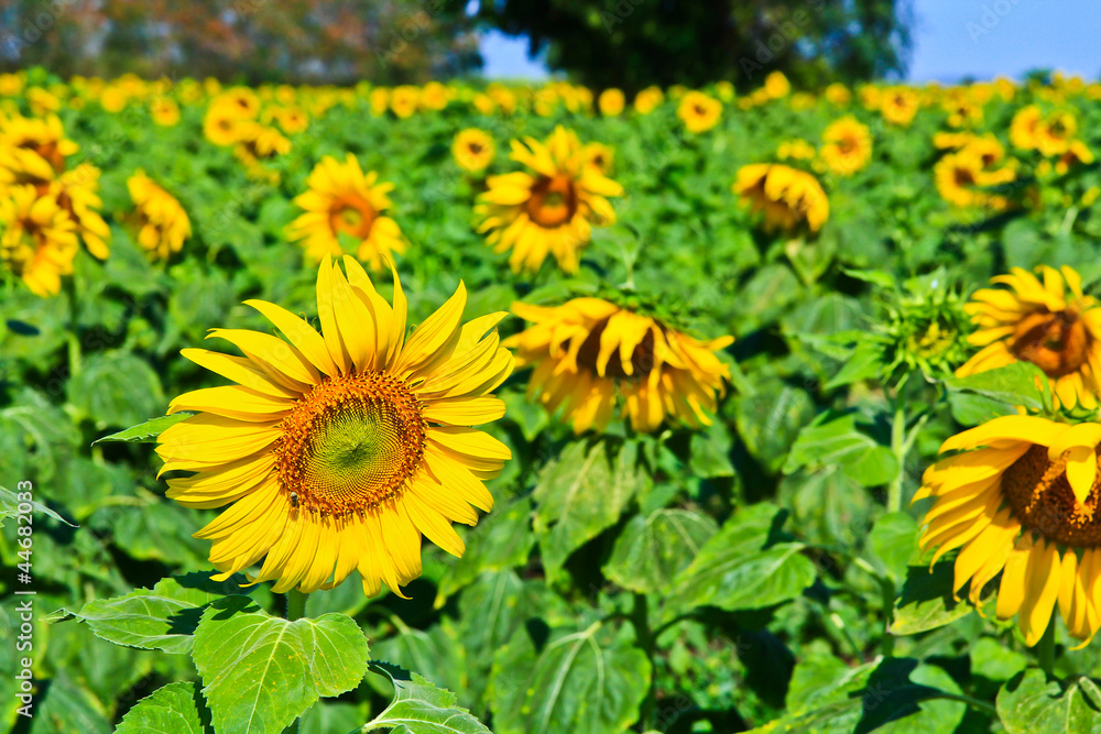 Obraz premium Sunflower