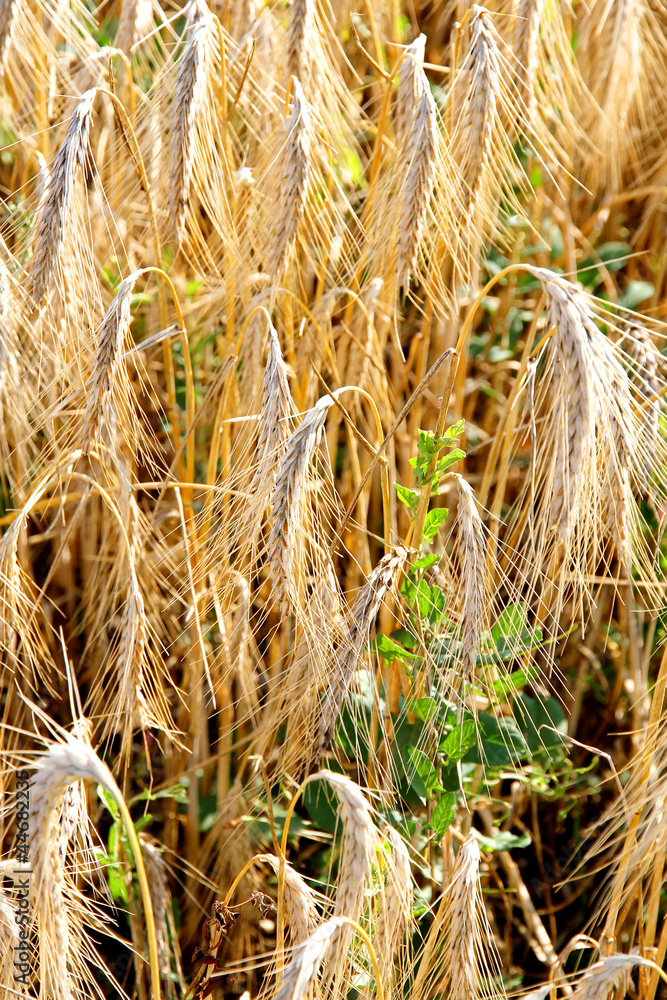Fototapeta premium Weizenfeld Hintergrund