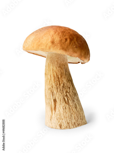 Edible boletus on white background