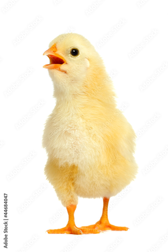 Fototapeta premium Adorable little chicken