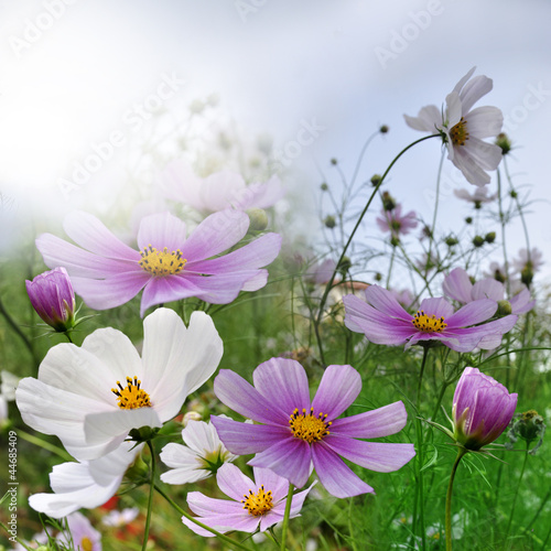 Fototapeta Naklejka Na Ścianę i Meble -  kwiat