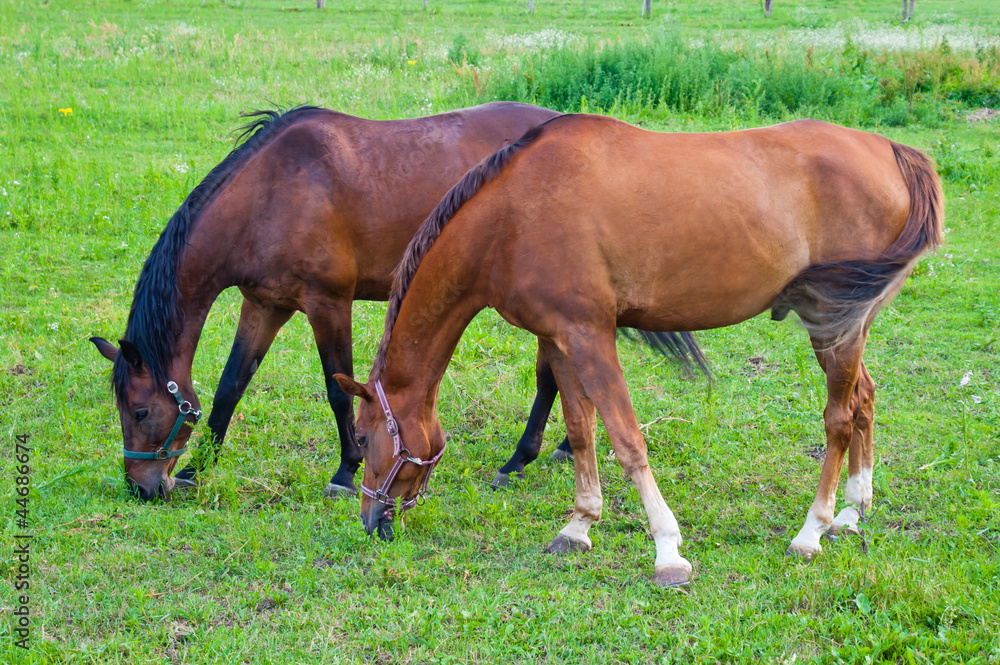 Horses Horses