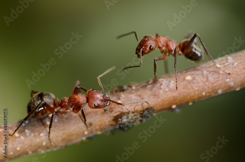 Ameisenbegegnung © fotofrank