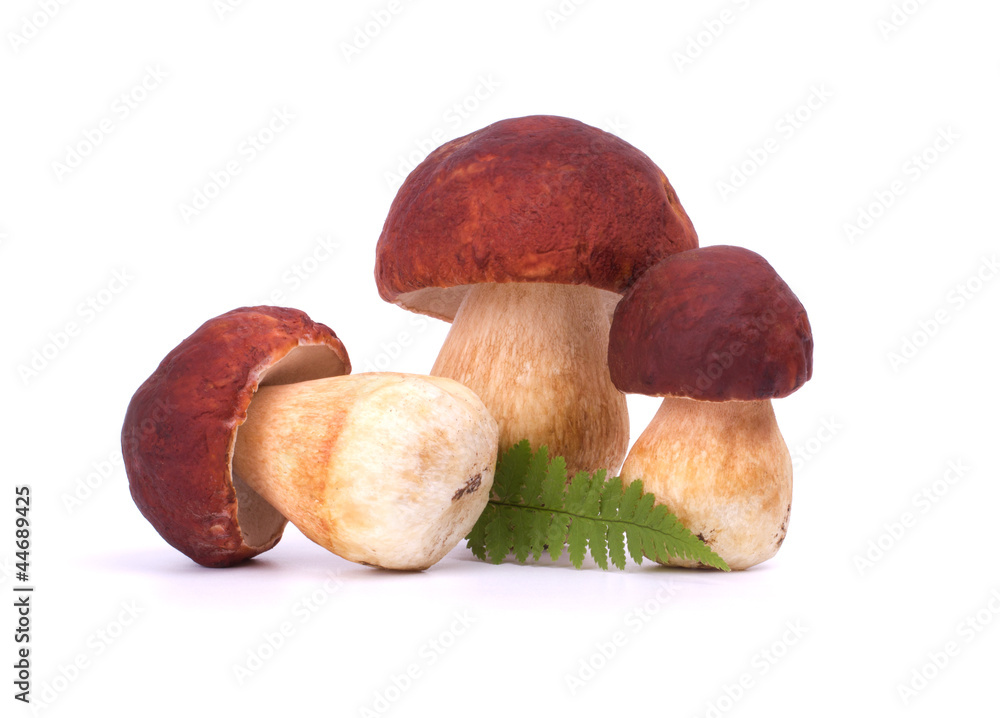 Forest boletus edulis isolated on white background close up Forest boletus edulis isolated on white background close up