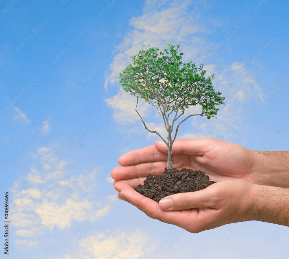 tree in hands tree in hands