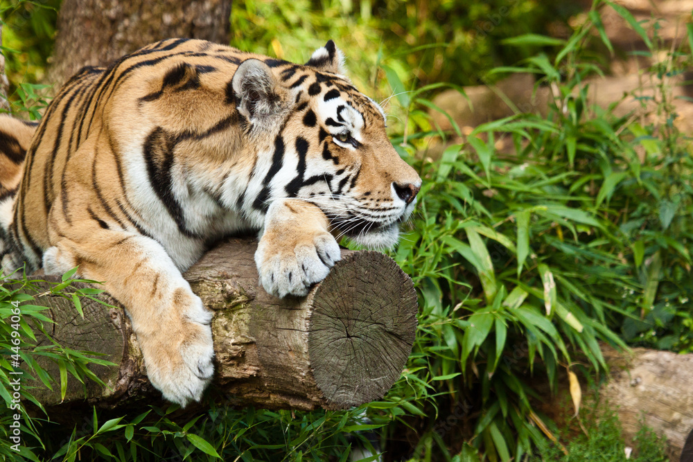 Naklejka premium Sibirischer Tiger (Panthera tigris altaica)