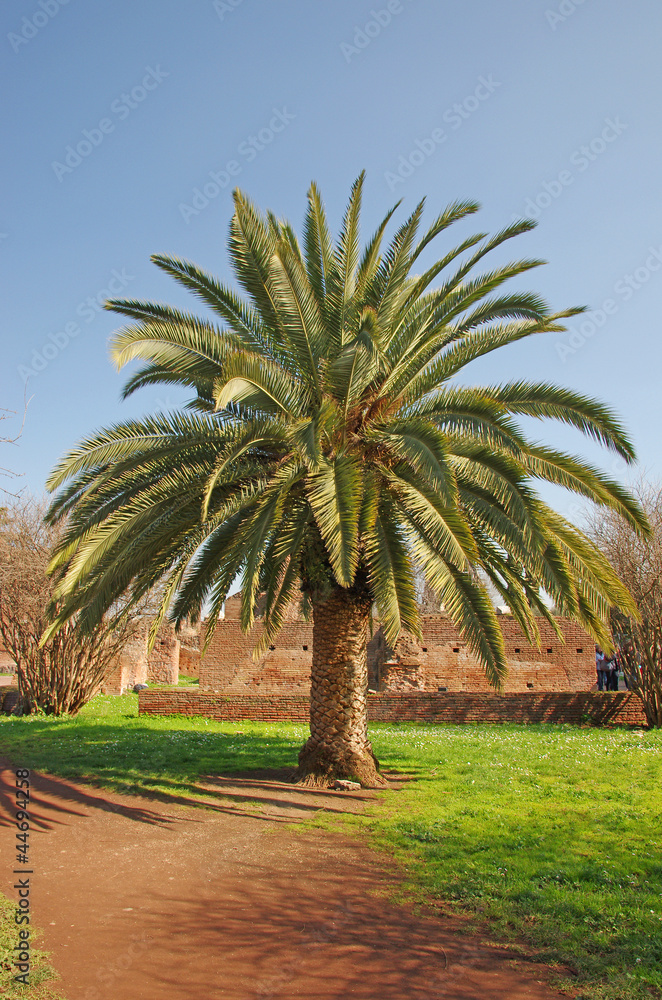Palm tree Palm tree