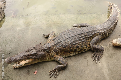 Crocodile in farms, Things to Do in Thailand.