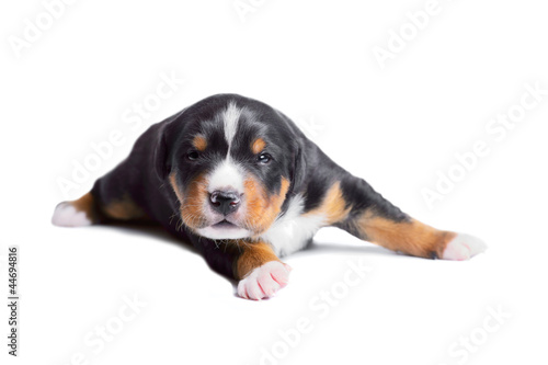 two-weeks old puppy, sennenhund appenzeller tricolor