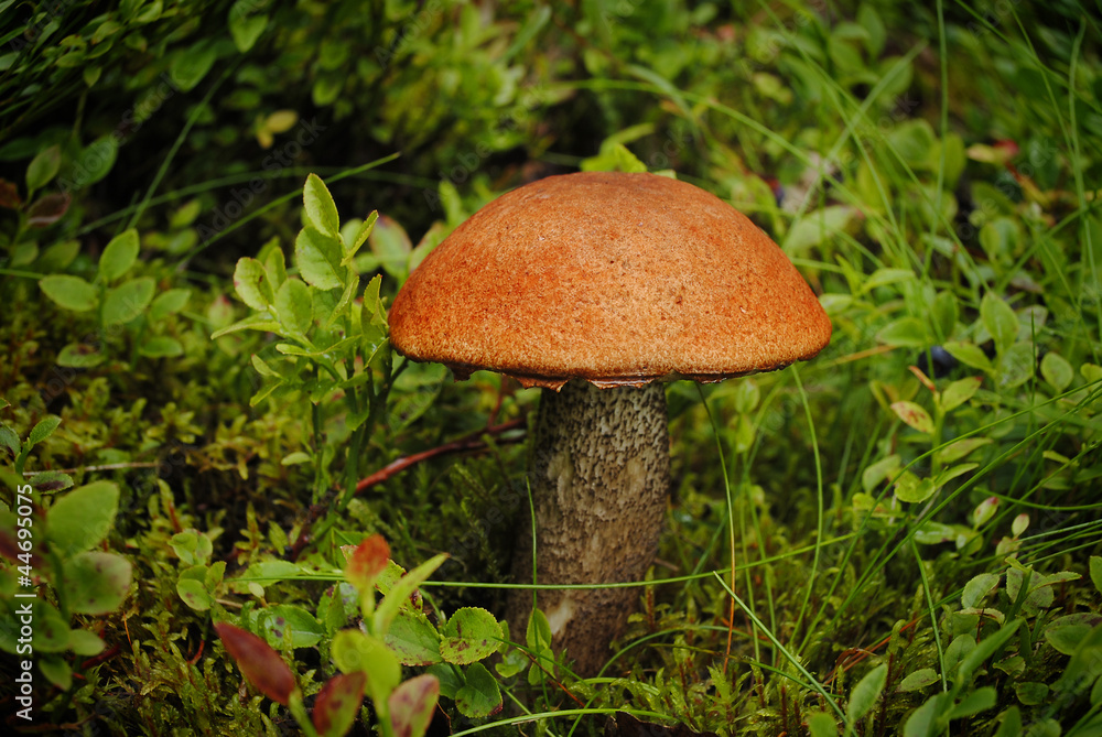 Wild mushrooms in the grass