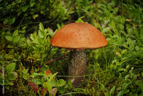 Wild mushrooms in the grass