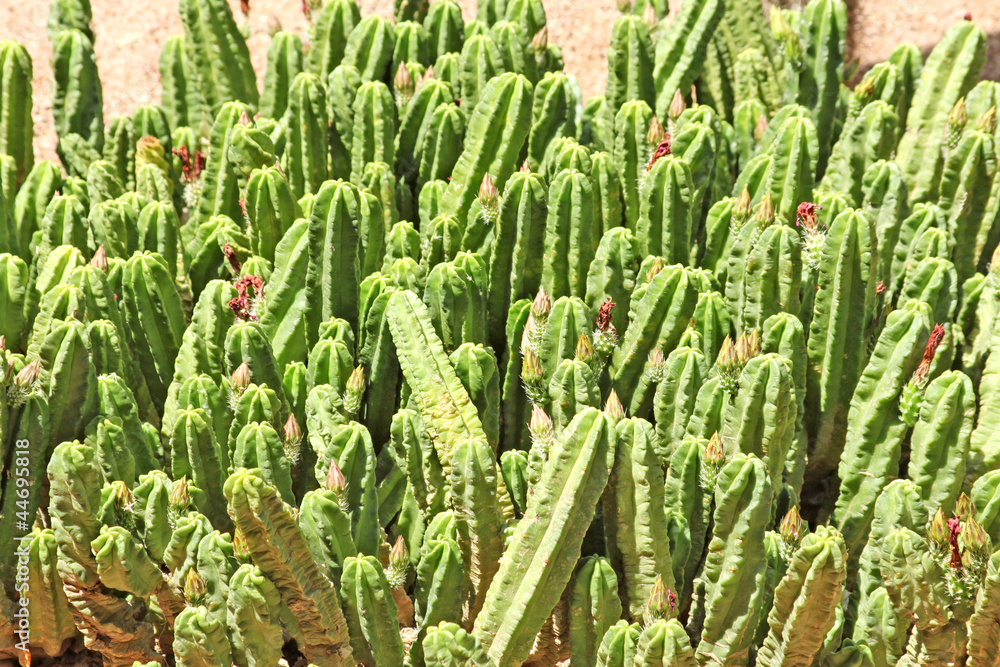 Close-up of a prickly cactus, exotic plants Close-up of a prickly cactus, exotic plants