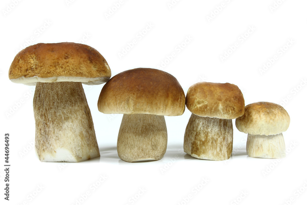 Mushrooms Mushrooms