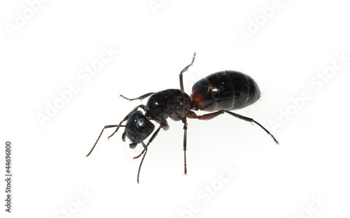 Schwarze Rossameise, Camponotus herculeanus © Ruckszio