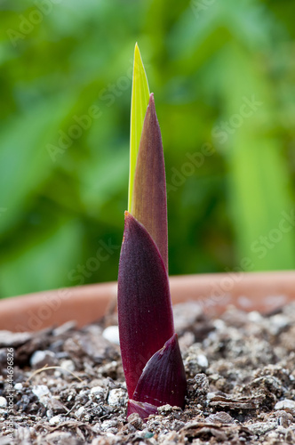 Fototapet gladiolus shoot
