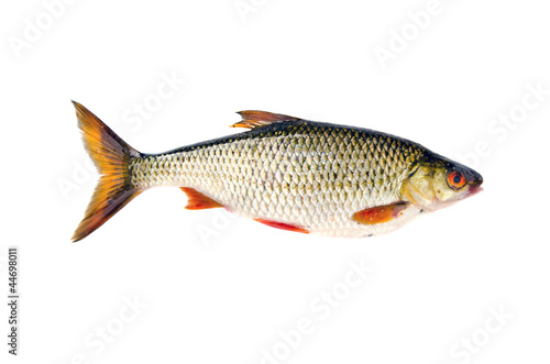 isolated on white fresh fish roach