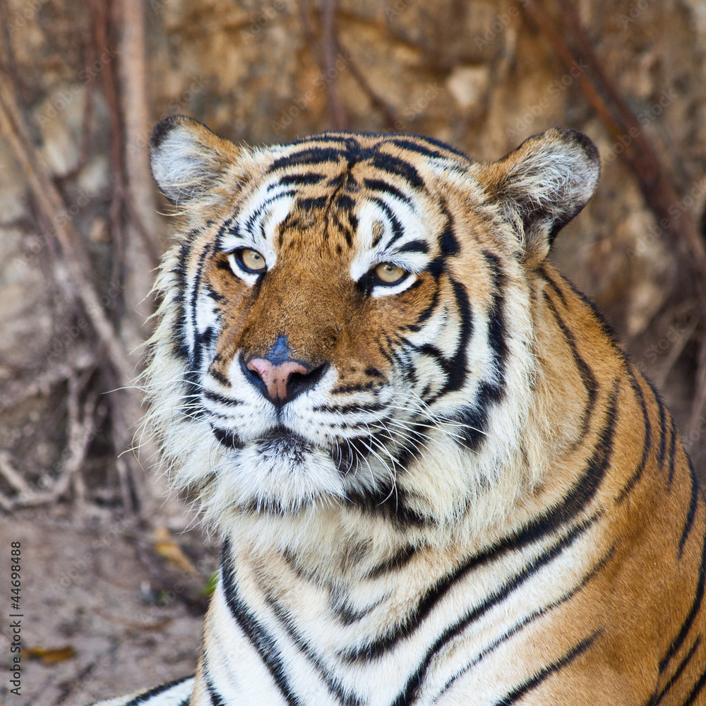 Fototapeta premium Siberian Tiger resting in a zoo