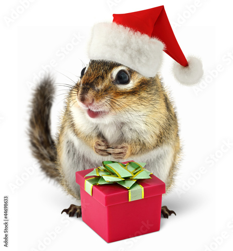 Chipmunk in red Santa Claus hat with gift box