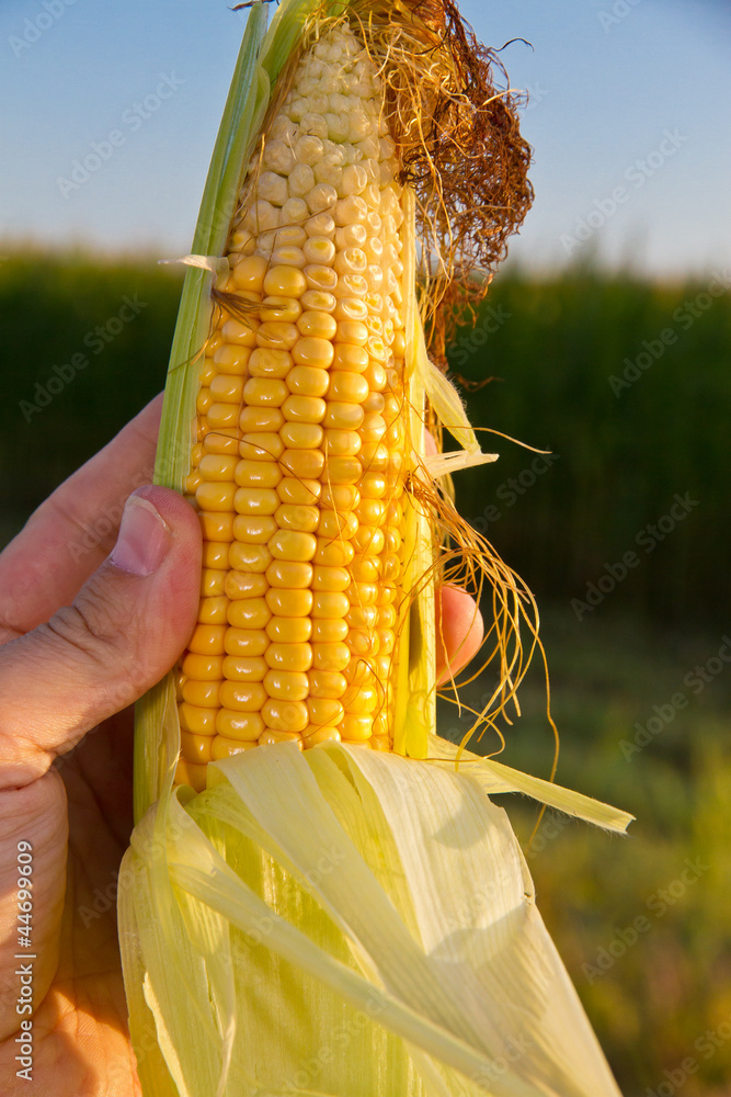 Maiskolben in der Hand eines Landwirtes Stock Photo Adobe Stock