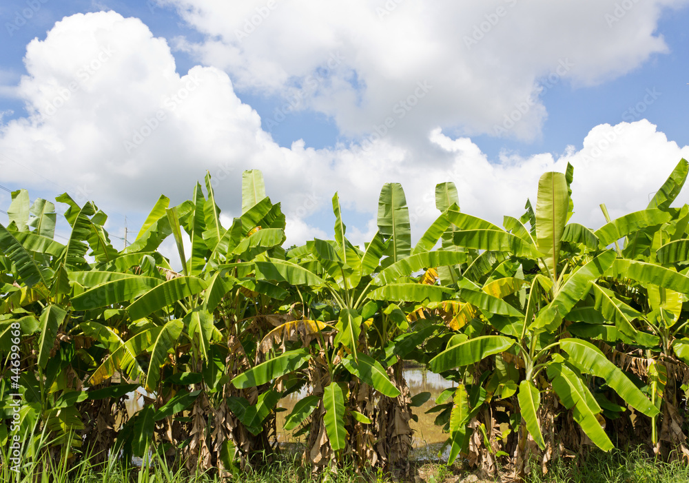 Banana Trees