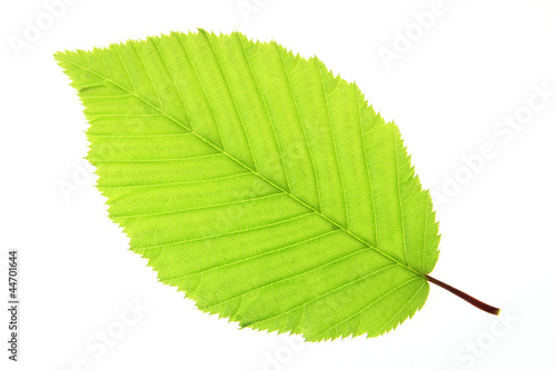 Hainbuche (Carpinus betulus)
