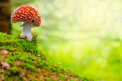Fly Agaric or Toadstool in the forest photo