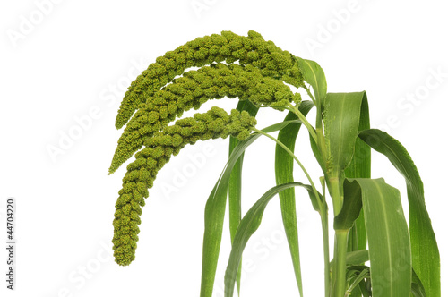 Cuadro en lienzo millet