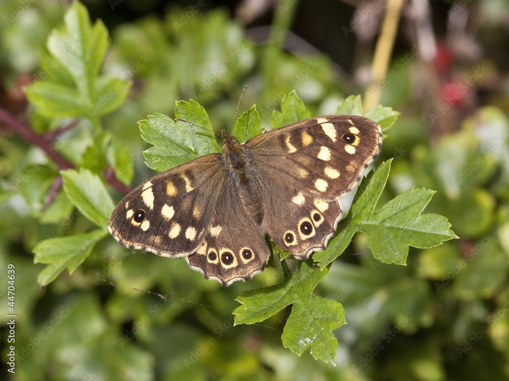 Obraz premium pararge aegeria