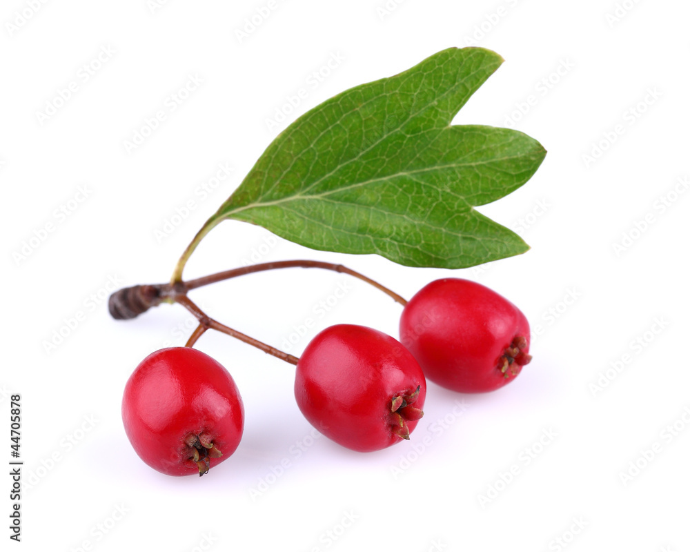 Hawthorn with leaf Hawthorn with leaf