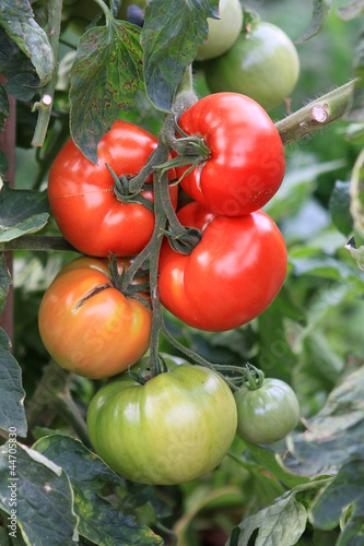 Fleischtomaten am Strauch - verschiedene Reifegrade