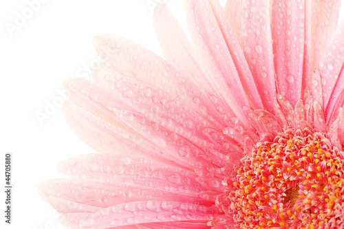 Fotografia beautiful pink gerbera with drops isolated on white