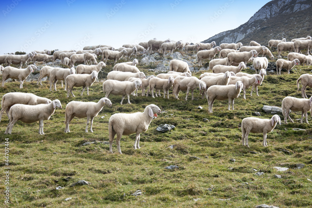 sheep sheep