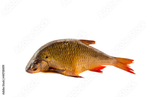 isolated on white smoked fish roach