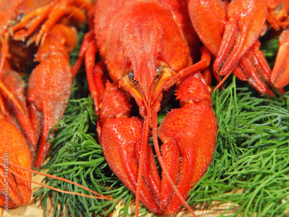 Red boiled crawfishes and green dill on a woden board. Red boiled crawfishes and green dill on a woden board.