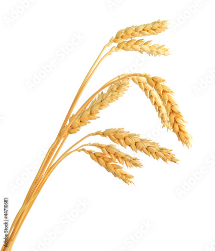 Stalks of wheat ears isolated on white background